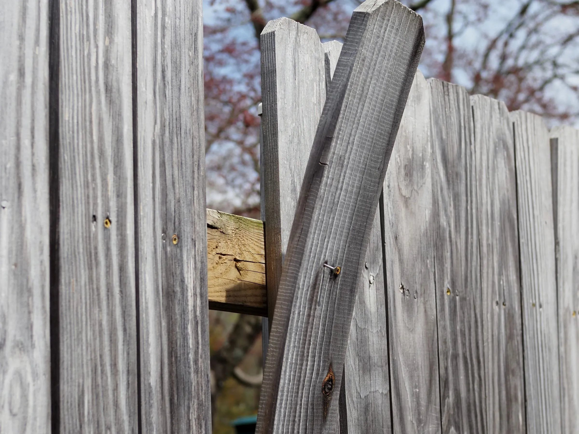 A split timber fence board hanging loose from a damaged garden fence